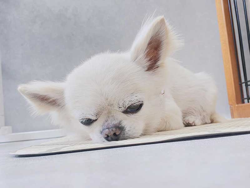 プティパ・犬のホテル