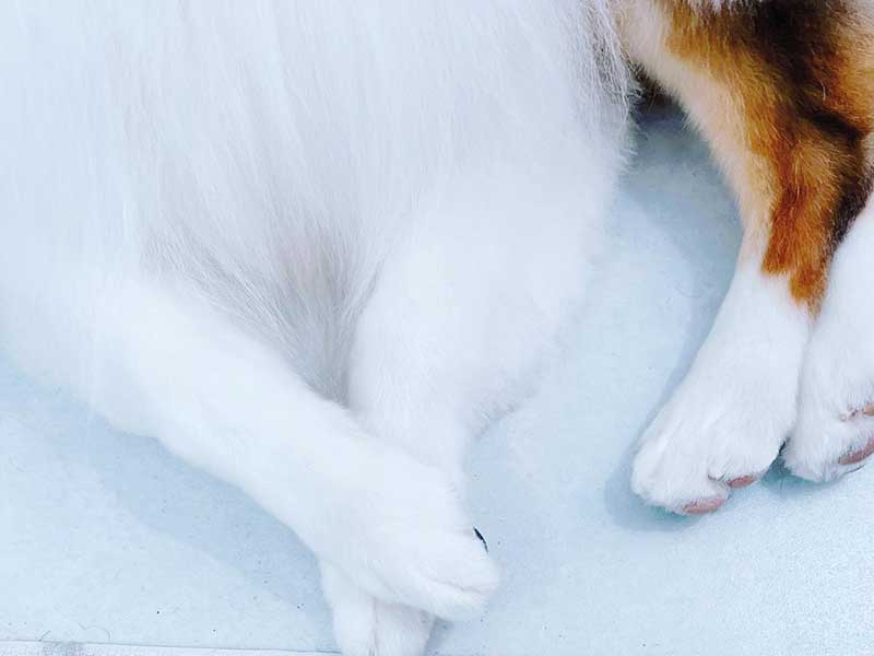 プティパ・犬のホテル