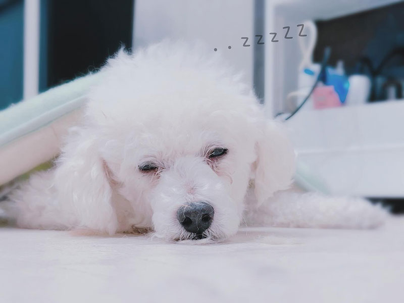 プティパ・犬のホテル