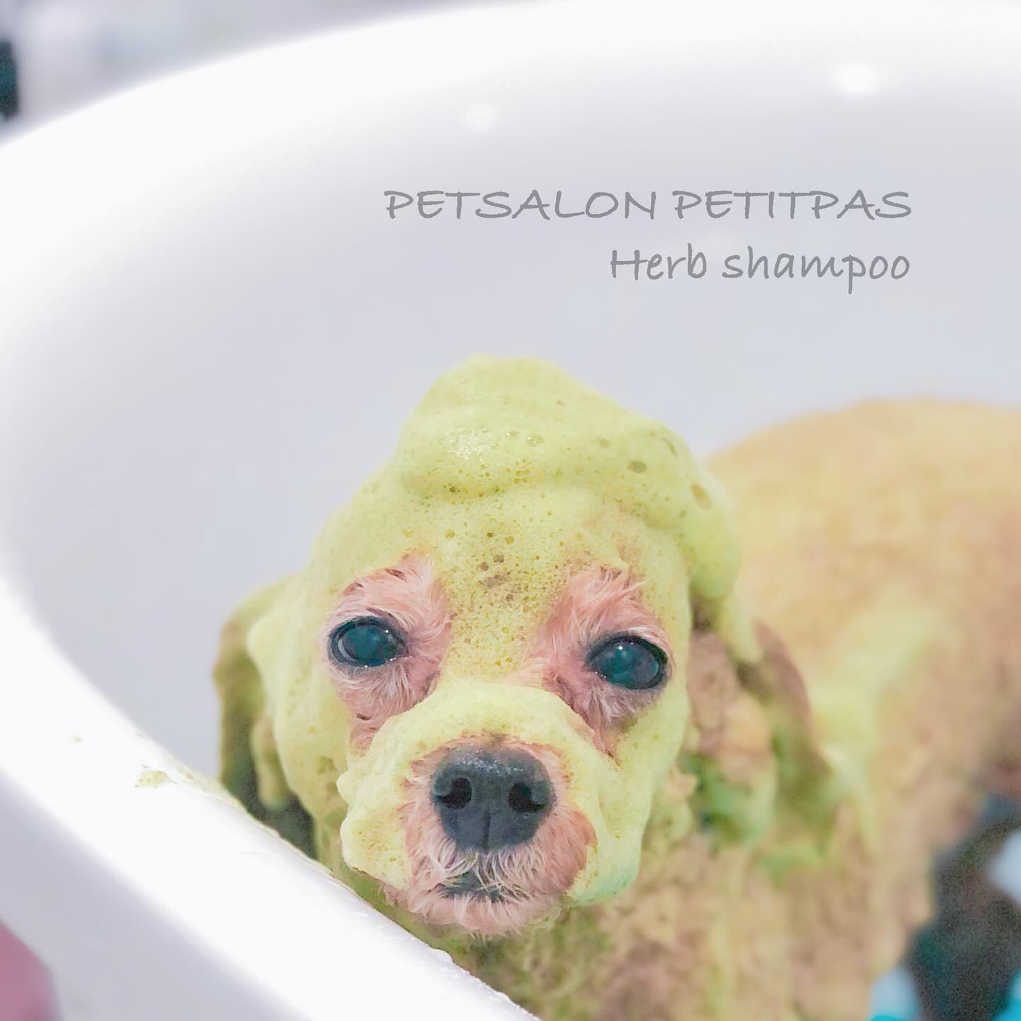 ペットサロンプティパ