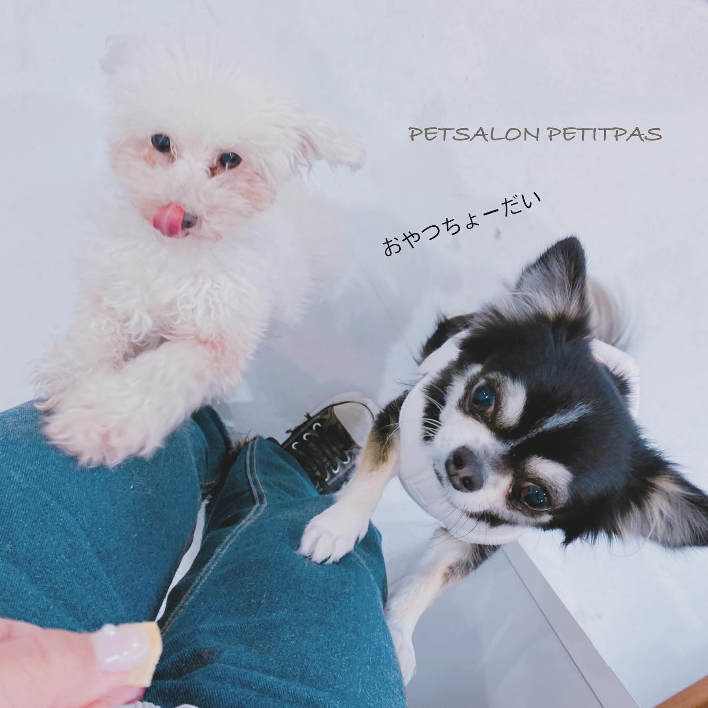 ペットサロンプティパ