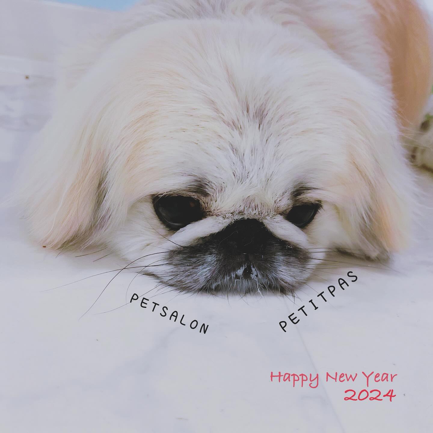 ペットサロンプティパ