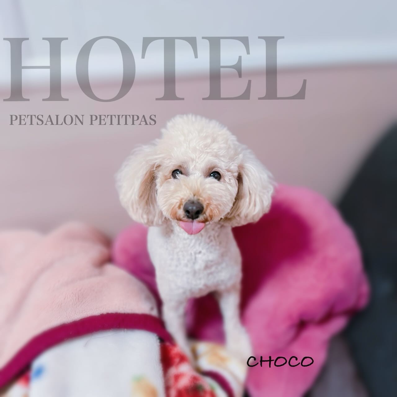 ペットサロンプティパ