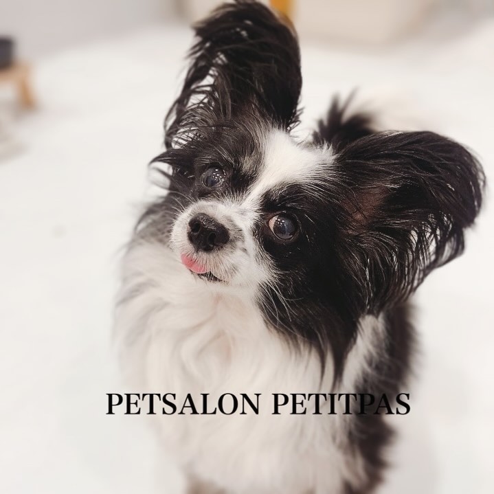 ペットサロンプティパ