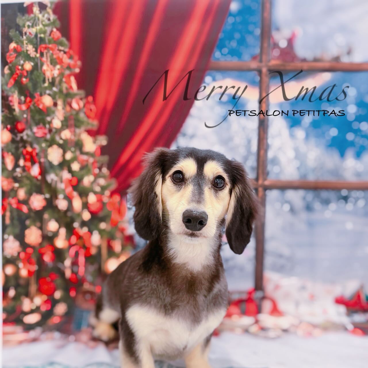 ペットサロンプティパ