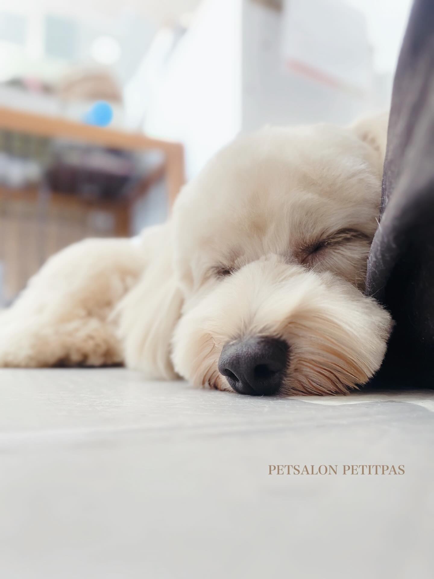 ペットサロンプティパ