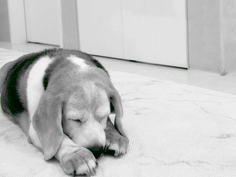 福岡市南区ペットサロンプティパ