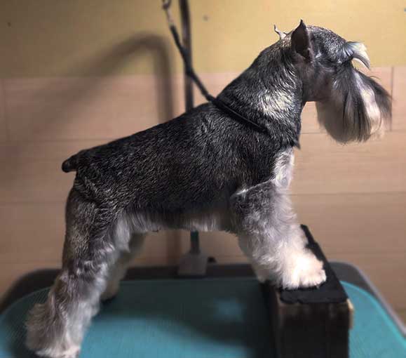 K9.Yoshida